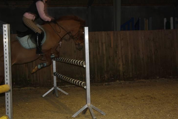 Anden særlig race Red Cappucino  - første gang jeg springer hende billede 5