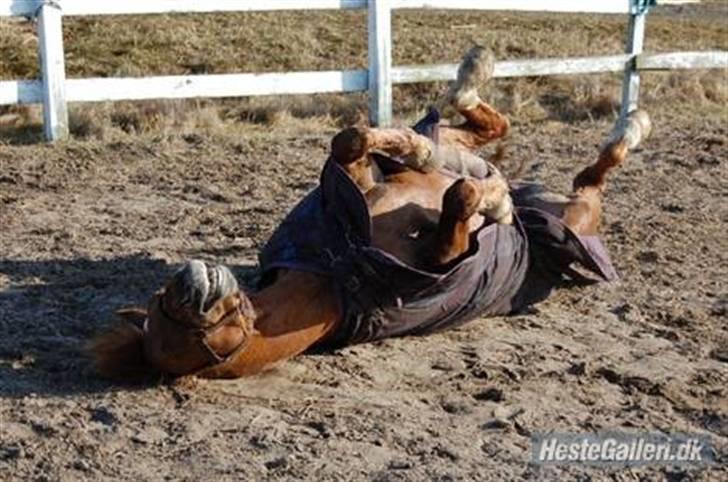 Anden særlig race Red Cappucino  billede 6