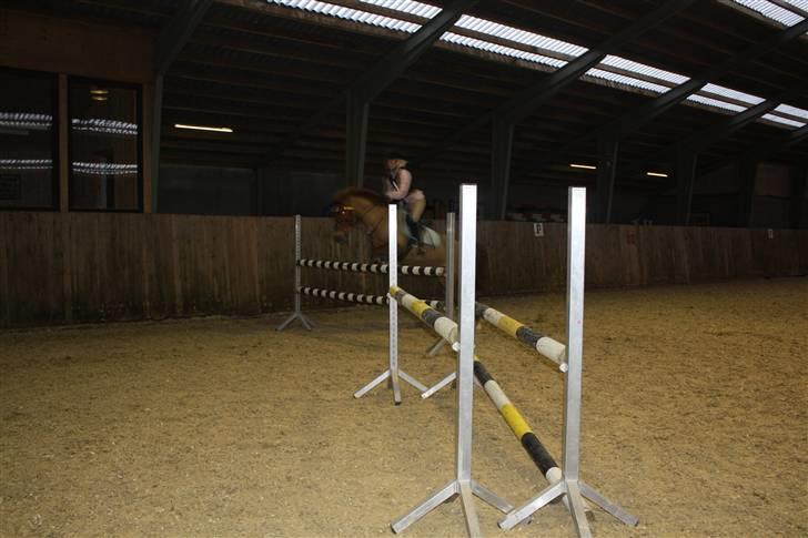 Anden særlig race Red Cappucino  - hop:) billede 8