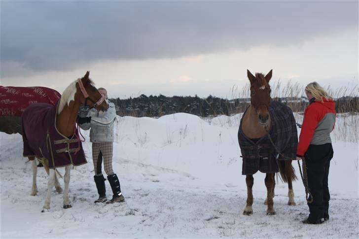 Anden særlig race Red Cappucino  - De to prinsesser Nerolientje og Cappucino + mig og louise, vinter 2010 billede 9