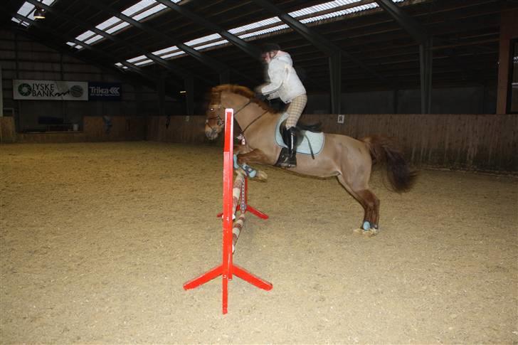 Anden særlig race Red Cappucino  billede 12