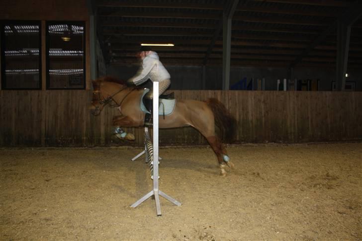 Anden særlig race Red Cappucino  - en lille lodret:´) billede 13