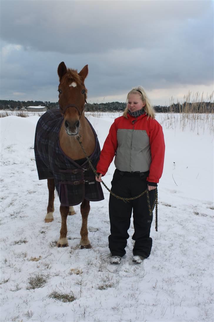 Anden særlig race Red Cappucino  billede 14