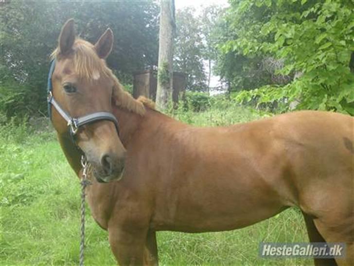 Anden særlig race Red Cappucino  - Smukke(-; tak for kigget, lig en kommentar tak:´) billede 15