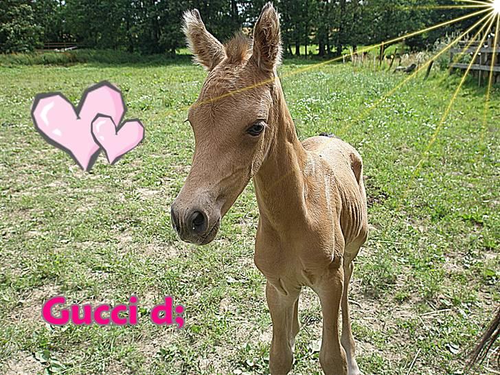 Anden særlig race Gucci - 26 juli. ca en time gammel billede 2