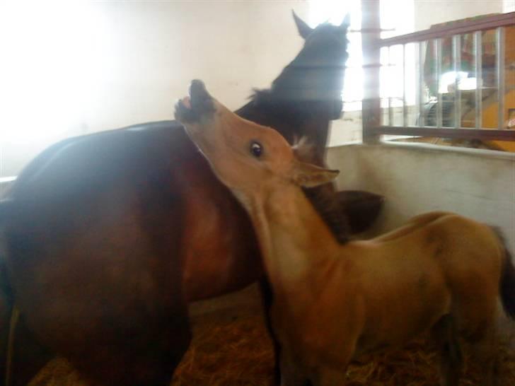 Anden særlig race Gucci - 2-3 måneder (; billede 3