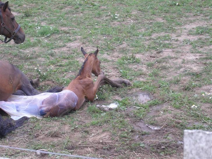 Anden særlig race Gucci - under fødslen (: billede 4