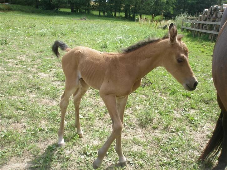 Anden særlig race Gucci - ca en time gammel (: billede 6