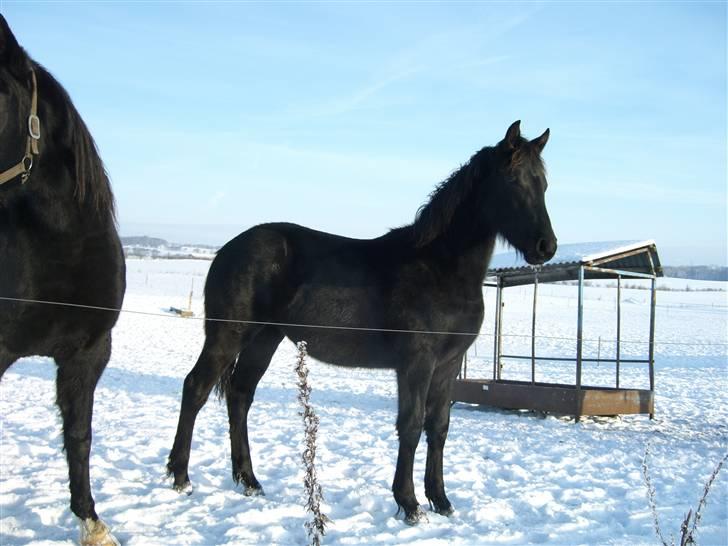 Anden særlig race Zilke  (DV+Frieser) - SOLGT - 3. jan 2010 billede 10