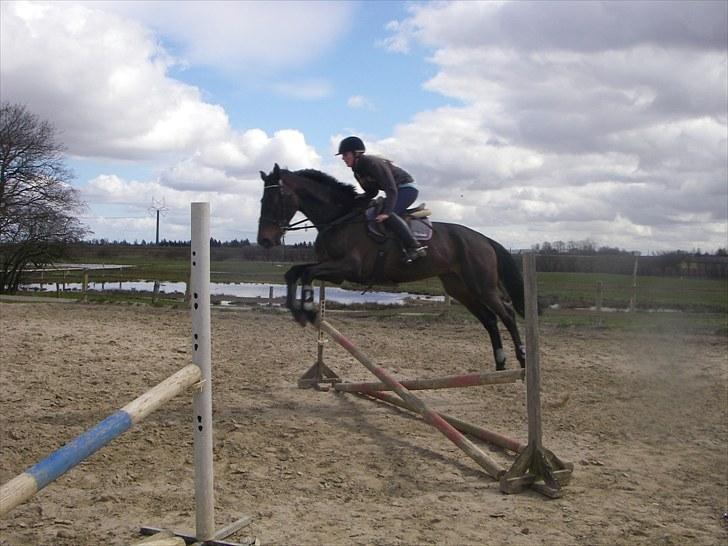 Holstener Lalido MS *SOLGT* billede 2