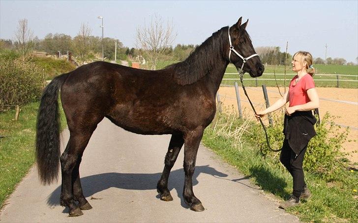 Anden særlig race Zilke  (DV+Frieser) - SOLGT - april 2011 - 2 år billede 12