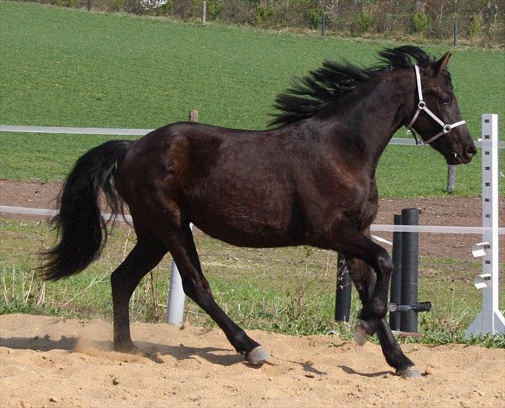 Anden særlig race Zilke  (DV+Frieser) - SOLGT - april 2011 - 2 år billede 13