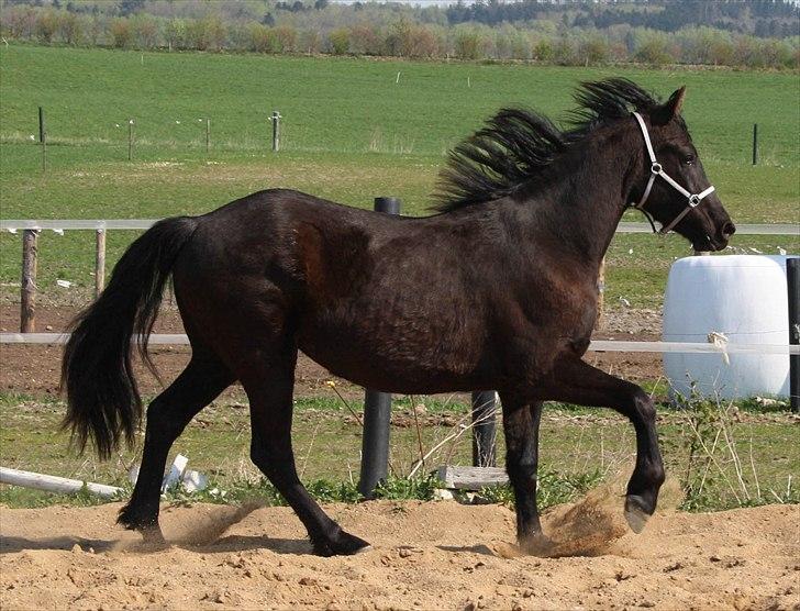 Anden særlig race Zilke  (DV+Frieser) - SOLGT - april 2011 - 2 år billede 14
