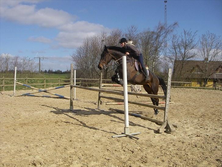 Holstener Lalido MS *SOLGT* billede 4