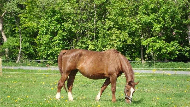 Svensk Varmblod Fröken shelli billede 2