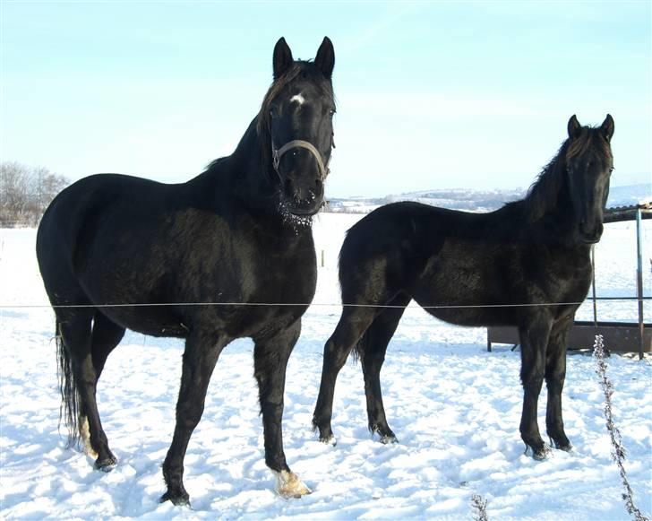 Anden særlig race Dansk varmblod - Zoya - 3.jan 2010 billede 12