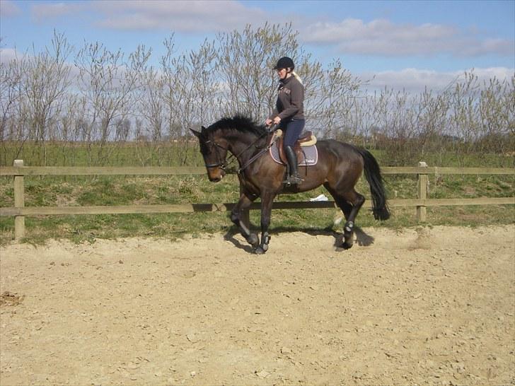 Holstener Lalido MS *SOLGT* billede 5