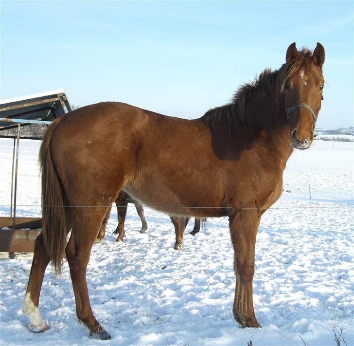 Dansk Varmblod Zelina Z billede 13