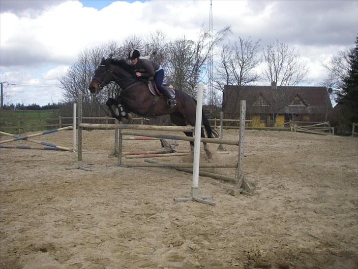 Holstener Lalido MS *SOLGT* billede 6