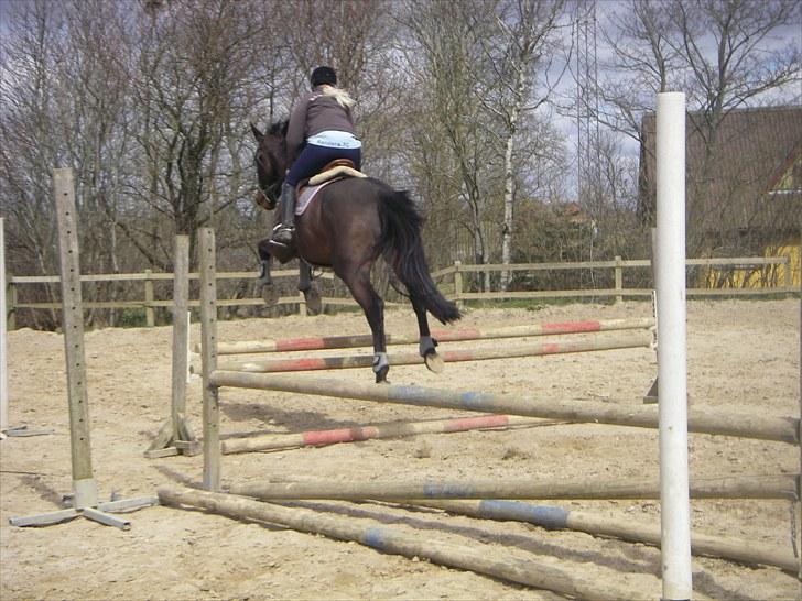 Holstener Lalido MS *SOLGT* billede 7