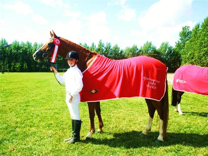 Dansk Varmblod Comtessen *solgt* billede 14