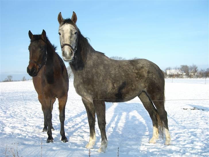 Anden særlig race Zera - januar 2010 billede 17