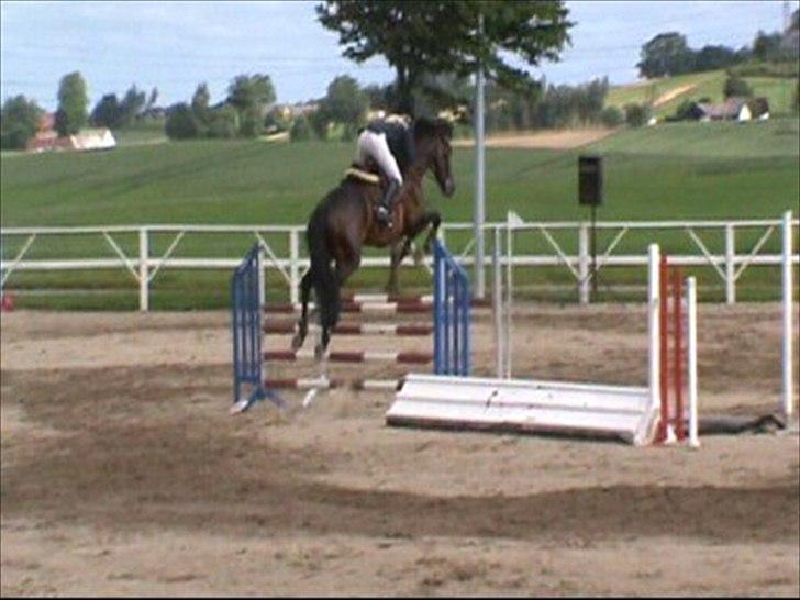 Holstener Lalido MS *SOLGT* billede 8