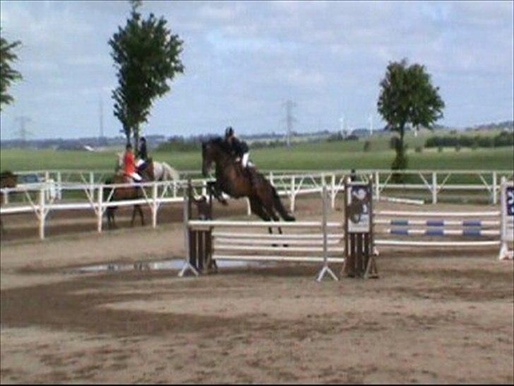 Holstener Lalido MS *SOLGT* billede 9