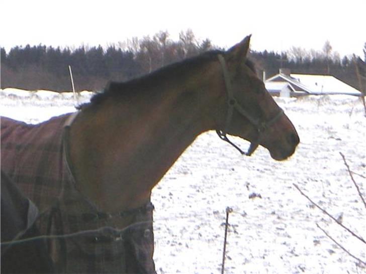 Dansk Varmblod Ibiza M R.I.P billede 15