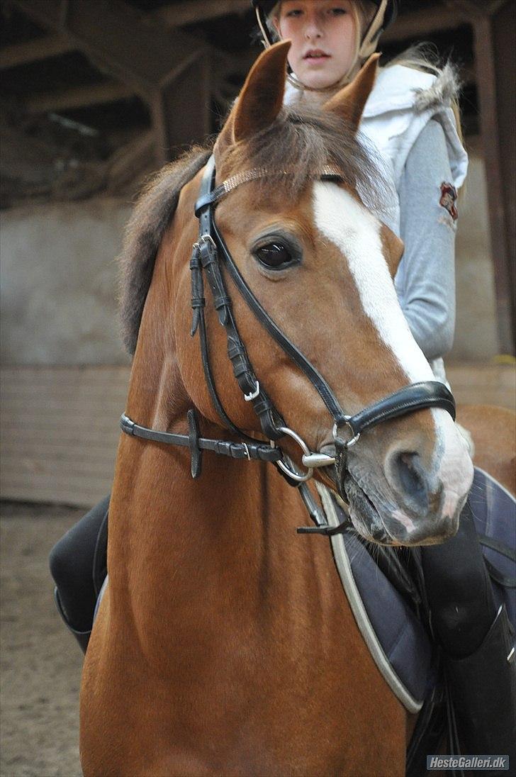 Svensk Sportspony  Puma (solgt :'(<3 - puma inden træning billede 17