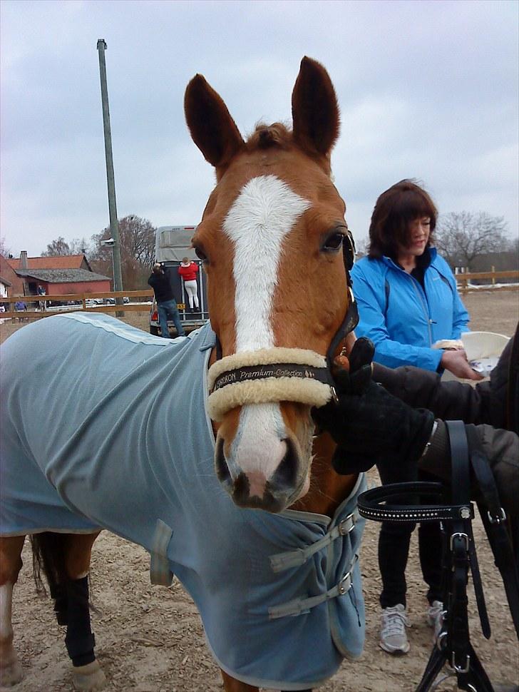 Svensk Sportspony  Puma (solgt :'(<3 billede 18