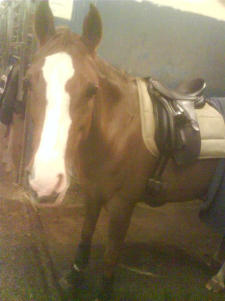 Welsh Pony af Cob-type (sec C) Bolheims Anja - Ih pony, du betyder mere end du aner!Elsker dig over alt på jorden!:-* billede 7