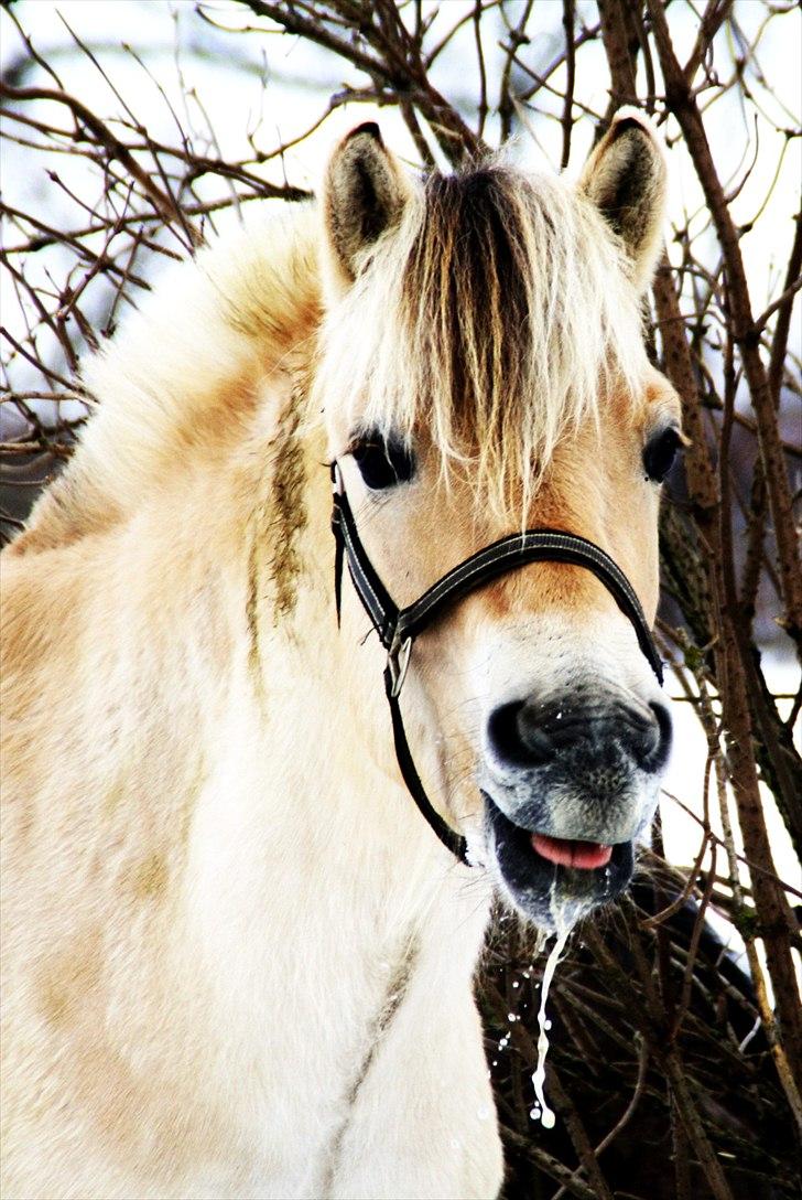 Fjordhest Domino my littel fellow - vinteren 2011 lige kommet ud det er dejlig jeg savler lige lidt heh :b<3 billede 10