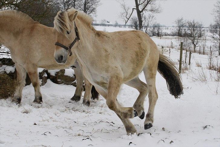Fjordhest Domino my littel fellow - vinteren 2011 lige kommet ud og nu er jeg vild :b billede 11
