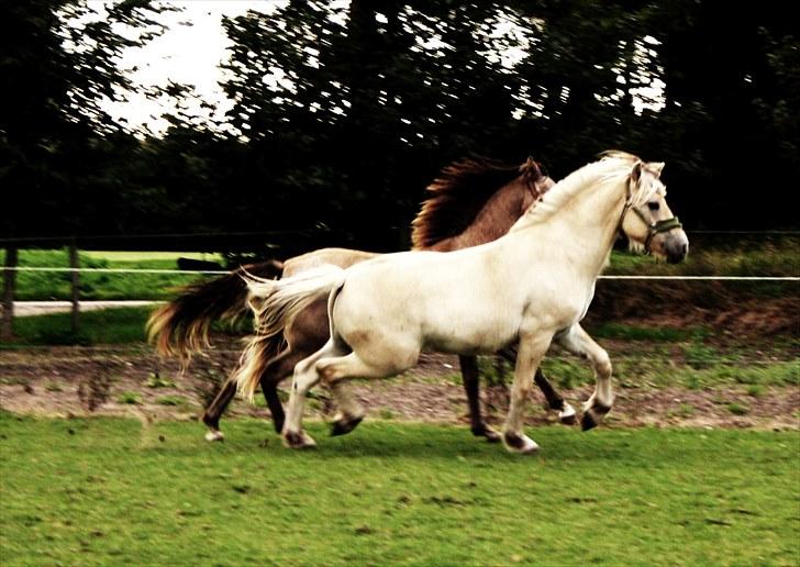 Fjordhest Domino my littel fellow - life is god :b<3 billede 12