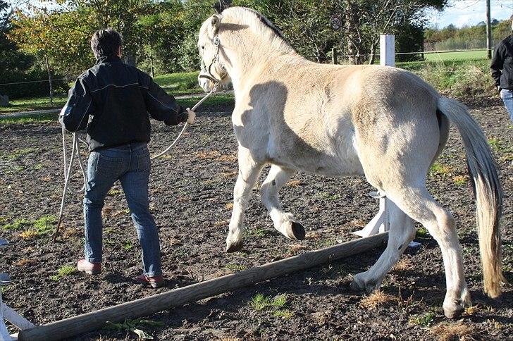 Fjordhest Domino my littel fellow - bom trening hvor er du dygtig min lille ven :b<3 billede 13