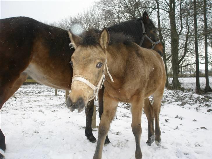 Anden særlig race Gucci billede 7