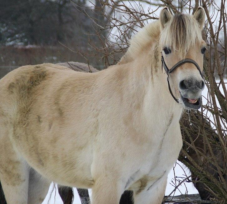 Fjordhest Domino my littel fellow - va vil du sige til mig smukke deng :b "jeg ville sige jeg elsker dig og jeg kan ikke sige andet"<3 ;b billede 14