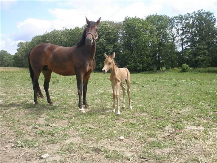 Anden særlig race Gucci billede 8
