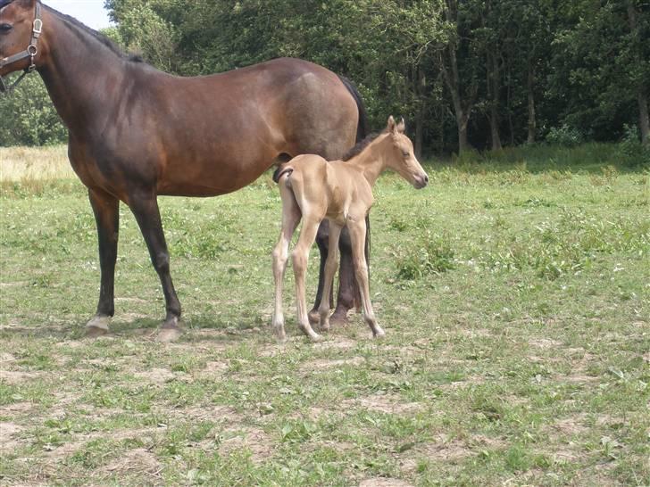 Anden særlig race Gucci billede 9