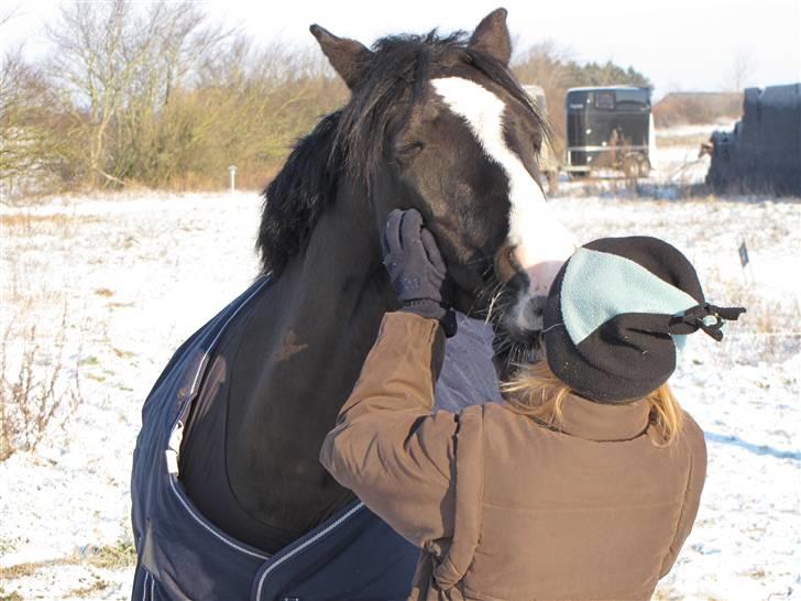 Welsh Pony (sec B) Pinoir - kys mig :) UMM min mule er fyldt med snot ! billede 2