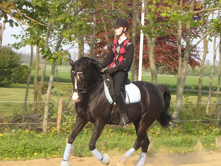 Welsh Pony (sec B) Pinoir - Dressur på banen billede 3