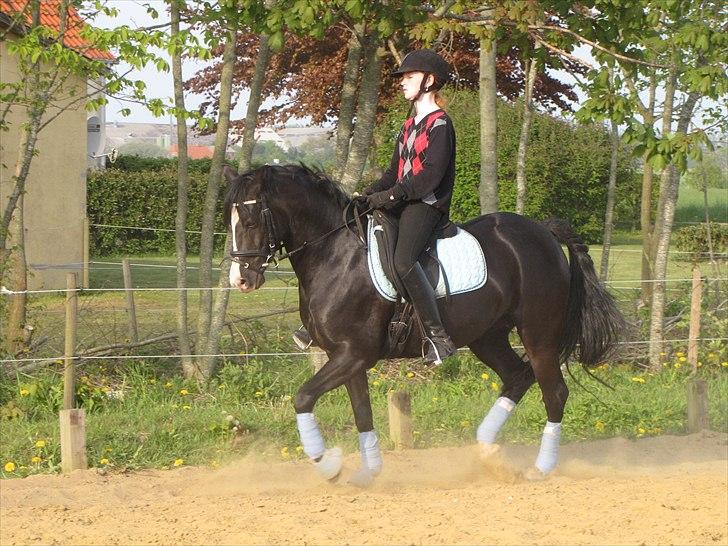 Welsh Pony (sec B) Pinoir - Dressur på banen billede 4