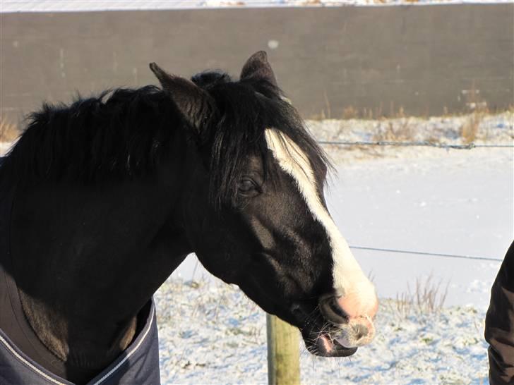 Welsh Pony (sec B) Pinoir - det der med skønheds søvnen det virker perfekt på Pinoir <33  billede 5