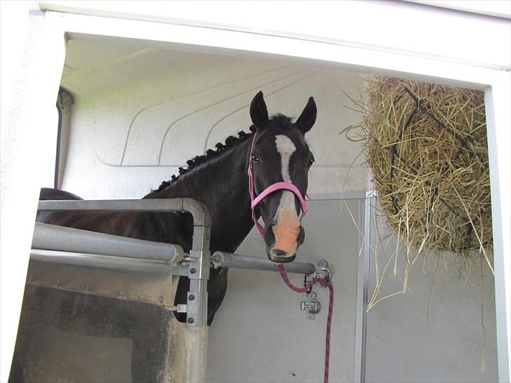 Welsh Pony (sec B) Pinoir - du blivere smukkere og smukkere for hvert billede <33 billede 6