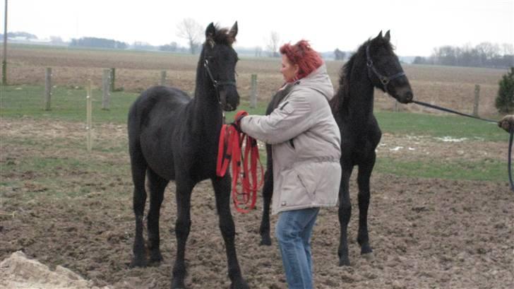 Frieser Eitske Alida ( Santana ) billede 7