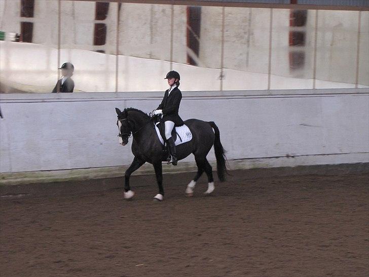 Welsh Pony (sec B) Pinoir - stævne på vjr, Vandt klassen med 70% :d billede 7