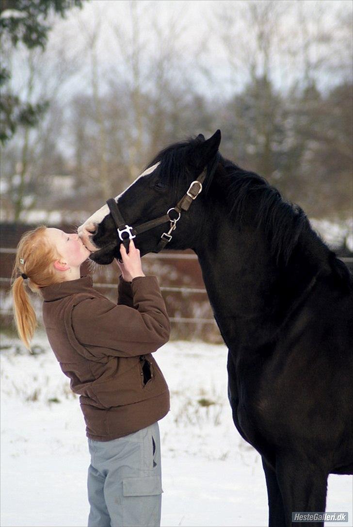 Welsh Pony (sec B) Pinoir - Kys mig,  jeg har snot på mulen ;)  billede 8