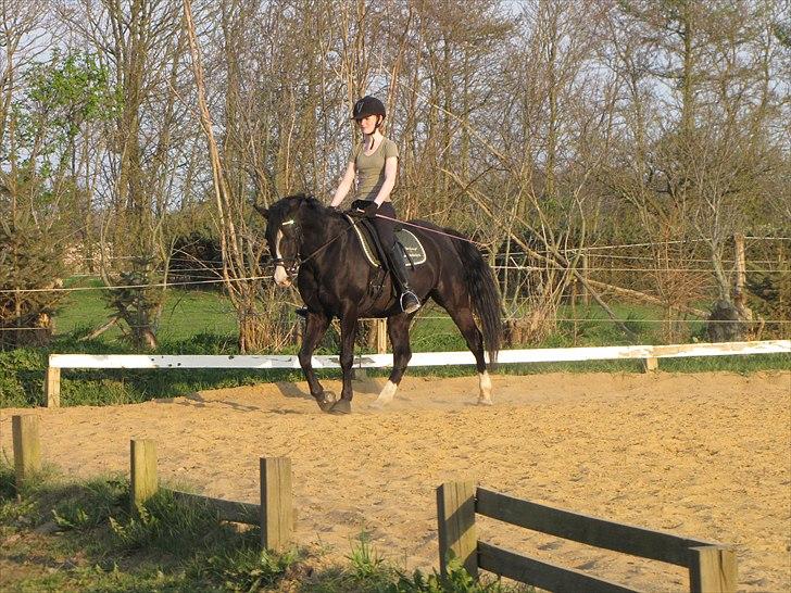 Welsh Pony (sec B) Pinoir - Dressur på banen billede 9