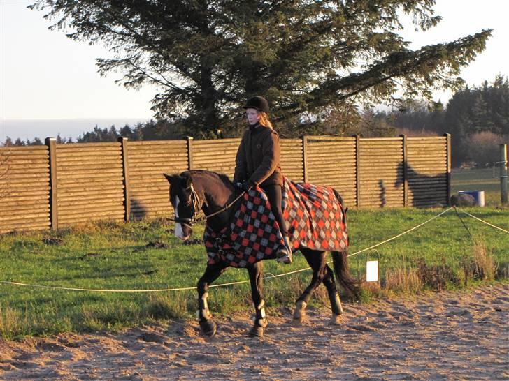 Welsh Pony (sec B) Pinoir - dressur træning i flotte gummi-støvler :)  billede 10
